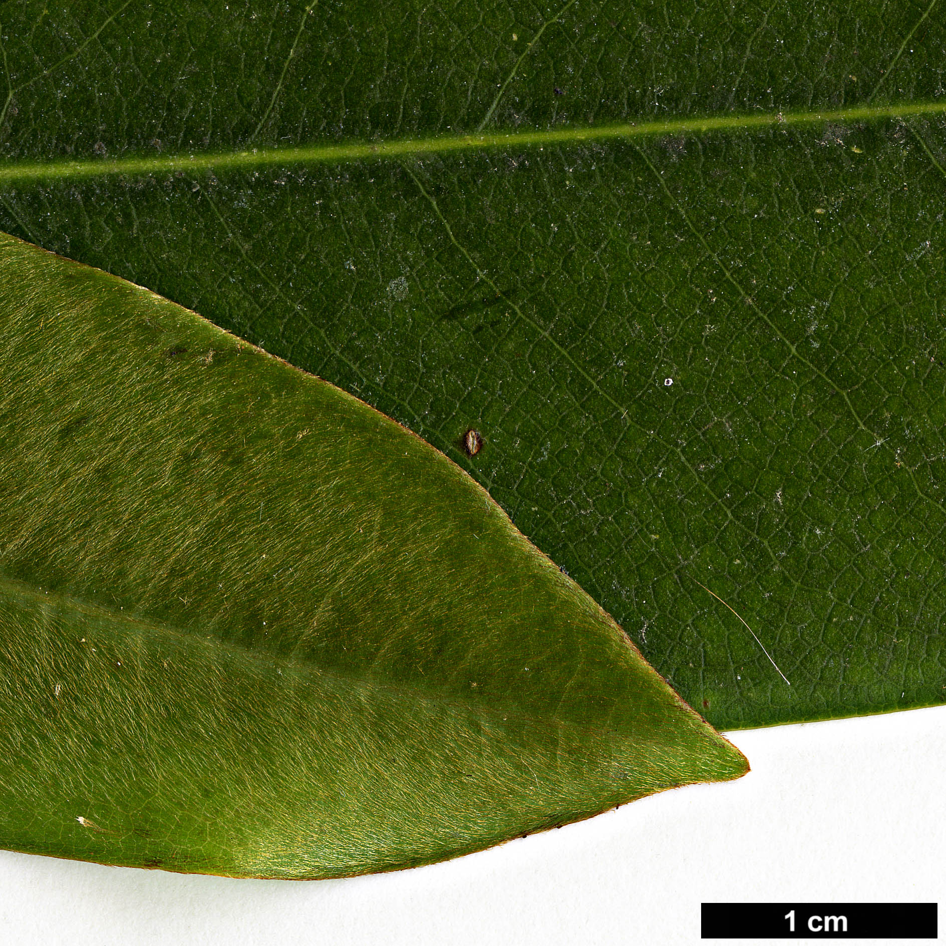 High resolution image: Family: Magnoliaceae - Genus: Magnolia - Taxon: cavaleriei - SpeciesSub: var. platypetala High resolution image: Family: Magnoliaceae - Genus: Magnolia - Taxon: cavaleriei - SpeciesSub: var. platypetala